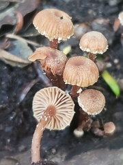 Tubaria conspersa