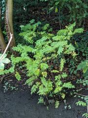 Sorbaria