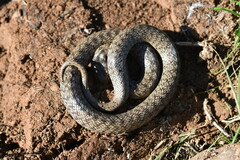 Macroprotodon brevis