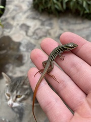 Aspidoscelis costatus