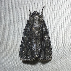 Acronicta afflicta