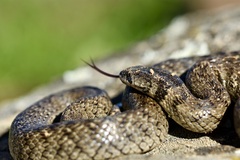 Macroprotodon brevis