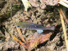 Cyprinodon nevadensis shoshone