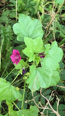 Malva sylvestris
