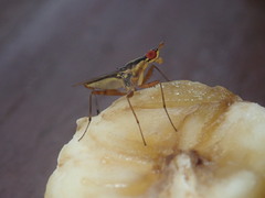 Neriidae