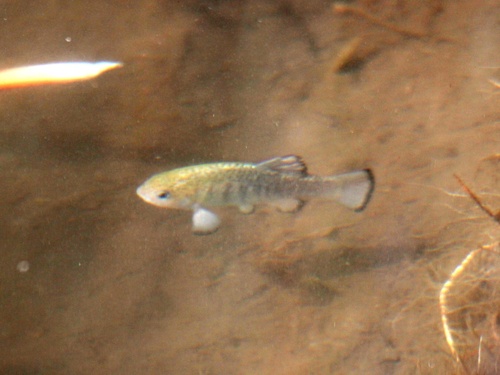 Amargosa Pupfish