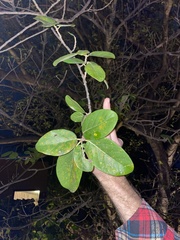 Ficus cotinifolia