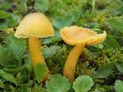 Hygrocybe quieta