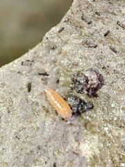 Trichoniscoides machadoi