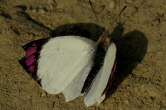 Colotis erone