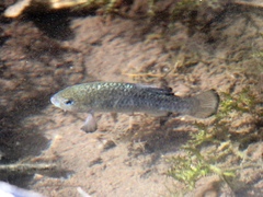 Cyprinodon nevadensis shoshone