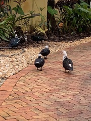 Cairina moschata domestica