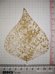 Vigna unguiculata sesquipedalis