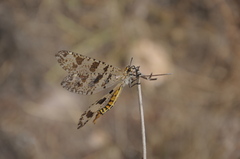 Palpares libelluloides