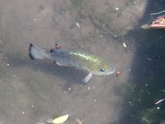 Cyprinodon nevadensis shoshone