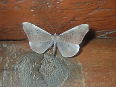 Macrosoma rubedinaria