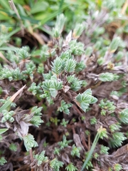 Crucianella maritima