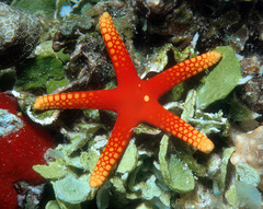 Fromia pacifica
