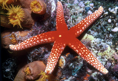 Fromia pacifica