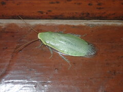 Panchlora
