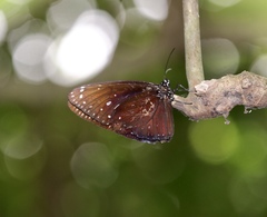 Euploea phaenareta