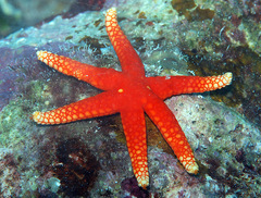 Fromia pacifica