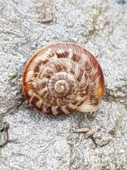 Xeroplexa intersecta