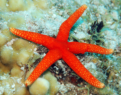 Fromia pacifica
