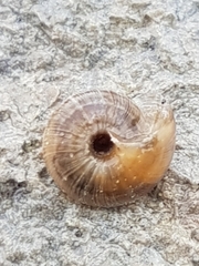 Xeroplexa intersecta