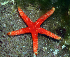 Fromia pacifica