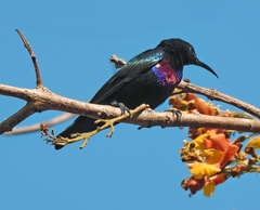 Cinnyris coccinigastrus