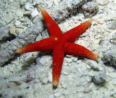 Fromia pacifica