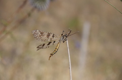 Palpares libelluloides