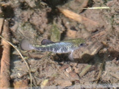 Cyprinodon nevadensis shoshone