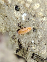 Trichoniscoides machadoi