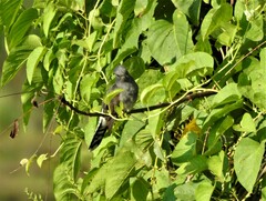 Cacomantis passerinus