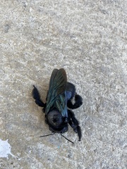Xylocopa fimbriata