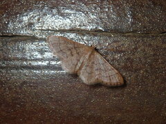 Idaea rufarenaria