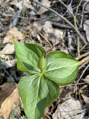 Trillium