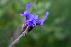 Lavandula multifida