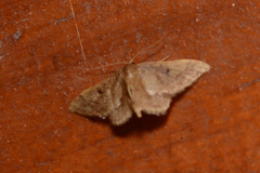 Idaea cellifimbria