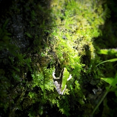 Odorrana hosii