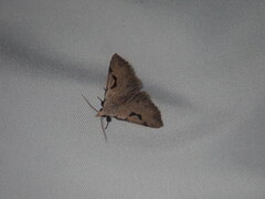 Herminodes concatenalis