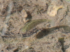 Cyprinodon nevadensis shoshone