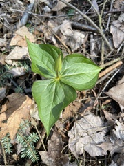 Trillium