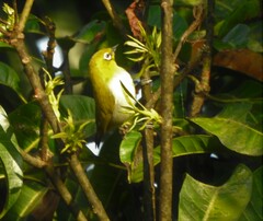 Zosterops palpebrosus