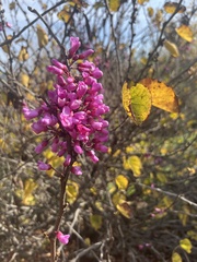 Cercis occidentalis