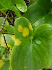 Phyllosiphon arisari