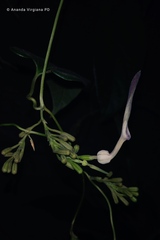 Aristolochia acuminata