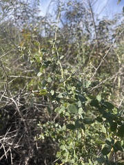Ceanothus leucodermis